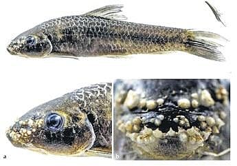 CUO researchers find rare freshwater species in Kolab river in Odisha