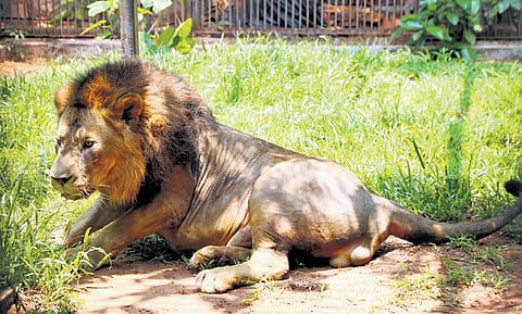 Thrissur Zoo’s lone lion