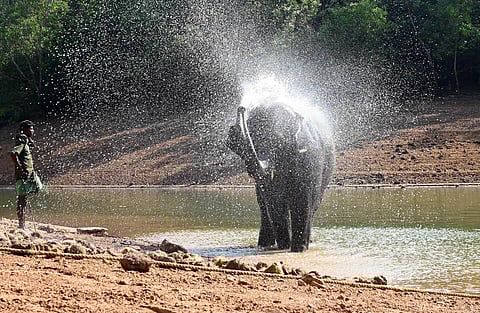 A captive elephant takes a bath at Neyyar Reservoir at the Elephant Rehabilitation Centre in Kottoor, Thiruvananthapuram, Kerala. (Photo | Vincent Pulickal, EPS)