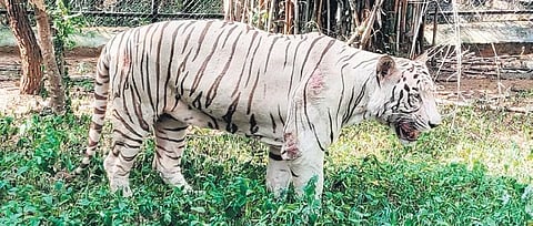 Representational image