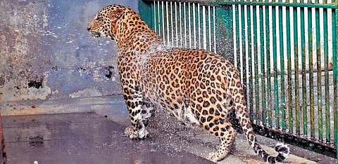 For representational purposes