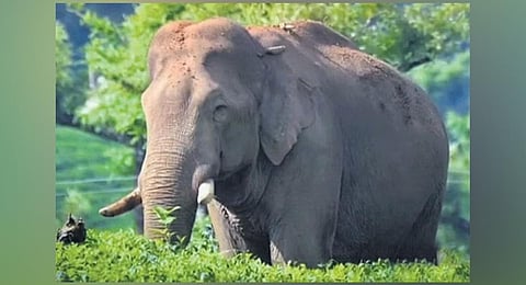 Fight for Habitat: 'Arikomban.'