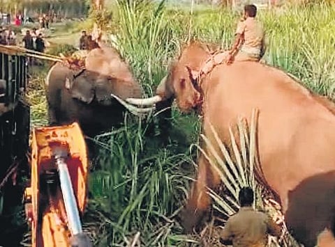 There was a small conflict between Mariappan and Karuppan while loading the latter into the truck on Monday | Express