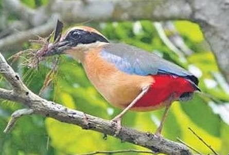 ​  A mangrove Pitta bird in Bhitarkanika  ​
