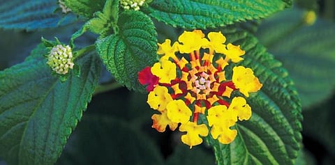 Representative Image.