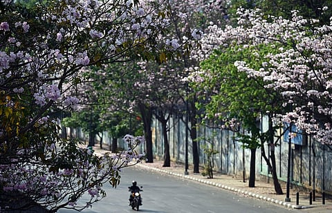 India's Garden City Bengaluru donned a pink look as several Tabebuia rosea trees were in full blossom. (Photo | Shashidhar Byrappa, EPS)