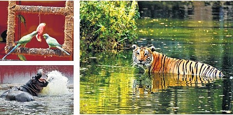 Over 200 sprinklers and small rain guns have been installed in all enclosures to help the animals beat the heat