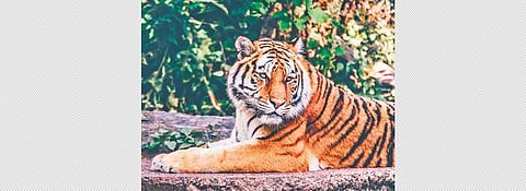 Representational image