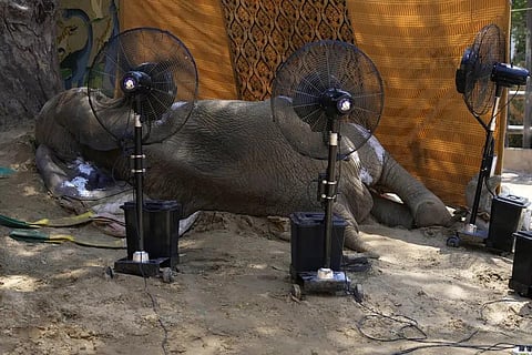 Misting fans are placed beside the body of an elephant named 'Noor Jehan' at a zoo in Karachi, Pakistan, Saturday, April 22, 2023. (Photo | AP)