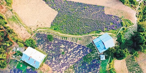 Lavender cultivation in the  Bhaderwah area in the mountainous Doda district of Jammu and Kashmir