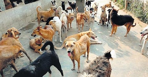 Image used for representative purposes only. (Express Photo)