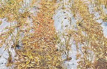 Image used for representational purpose only. (File Photo)