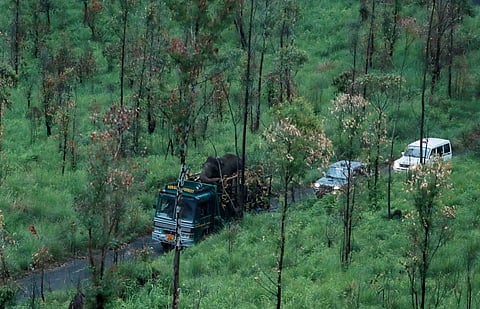Does he have an habitat: The sedated Arikomban on his way to the wild. (Photo | Shiyami, EPS)