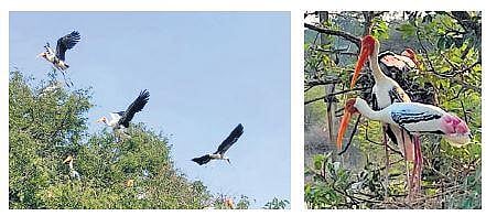 The migratory birds from Siberia at Veerapuram in Sri Sathya Sai district | express