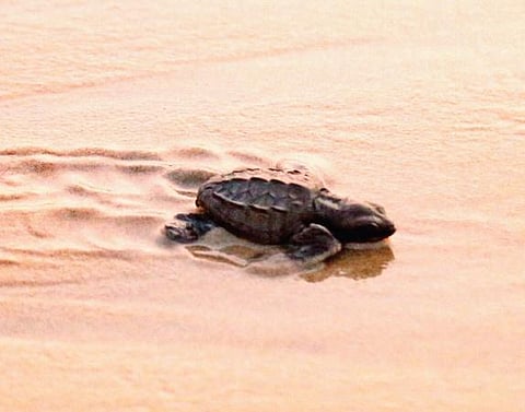 Turtle hatchlings being released at Sagar Nagar Beach in Vizag on Tuesday | G Satyanarayana