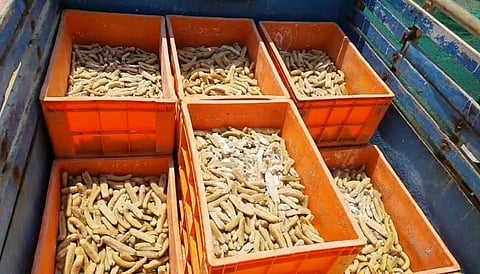 The sea cucumber seized near Velankanni on Wednesday | Express