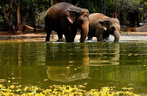 Elephants take a dip in a pond to beat the summer heat. (Photo | K Madhav, EPS)