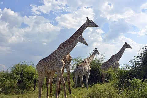 FILE - Giraffes roam in the Chobe National Park in Botswana on March 3, 2013. (Photo | AP)