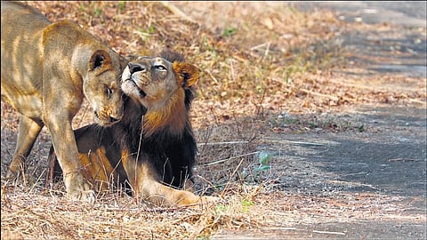 Arignar Anna Zoological Park suspended the safari in 2021 after Covid-19 infected most of the resident lions and two succumbed to the infection | D Jude