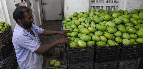 Trader sorting out mangoes at a shop in Gandhi Market in Tiruchy | M K Ashok Kumar