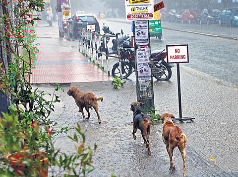 A pack of stray dogs at Althara junction in Thiruvananthapuram | B P Deepu