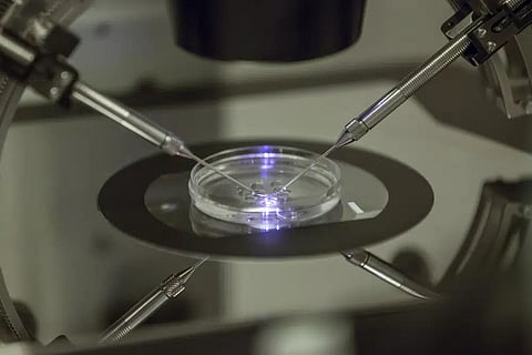 FILE - An embryologist works on a petri dish at the Create Health fertility clinic in south London, Thursday, Aug. 14, 2013. (Photo | AP)