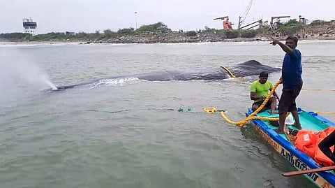 Fisherfolk from TR Pattinam Pattinacherry and personnel from Karaikal Port attempt to rescue the blue whale which got grounded near Karaikal on Saturday | Express