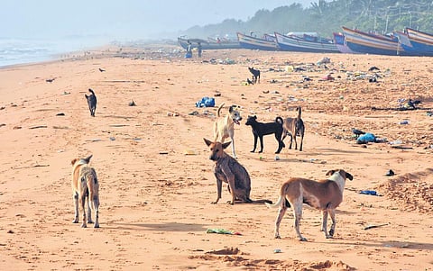 Stary dogs roaming around. (Photo| B P Deepu)