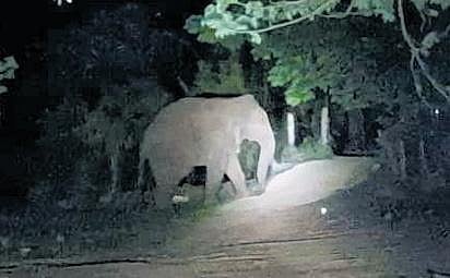 Farmers in the village said the elephant has been damaging crops, besides instilling fear among locals, and appealed to the forest department for help.