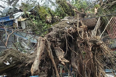 A fallen tree lies after Cyclone Mocha in Sittwe township, Rakhine State, Myanmar, Monday, May 15, 2023. (Photo | AP)
