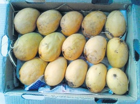 Officials increase vigil to check artificial ripening of mangoes