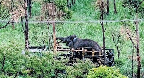 Arikomban being shifted to Periyar Tiger Reserve. (File Photo | Express)