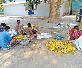 Absence of processing unit hurts cashew nut growers 