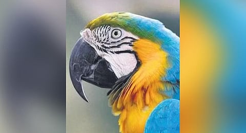 Exotic birds rescued from circus firm rehabilitated