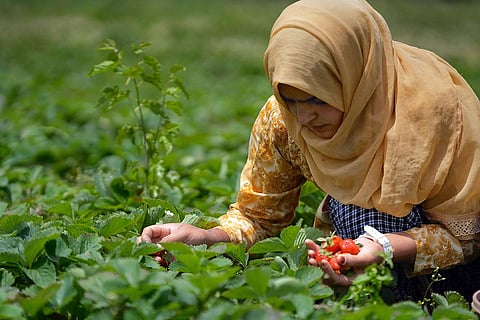 A woman plucks strawberries during the harvesting of the season's first fruit crop, in a field on the outskirts of Srinagar. (Photo | PTI)