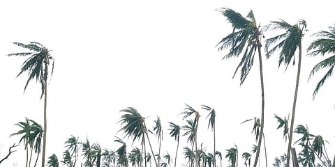 Breaking taboos: The life of a coconut tree climber