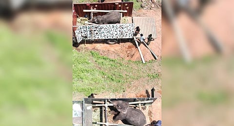 According to forest staff, the two tuskers had separated from a herd along the elephant corridor near Andhra Pradesh and had been wandering around the borders of Tirupattur and Krishnagiri