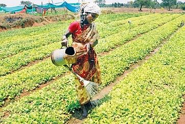 Reduce tobacco cultivation, says Karnataka State Tobacco Control Cell 