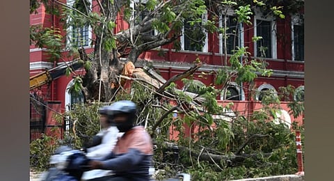 Trees and branches fell for the heavy rains on Sunday. Workers seen removing the fallen branches here at Vishveshwariah Technical University. (Express photo | Nagaraja Gadekal)