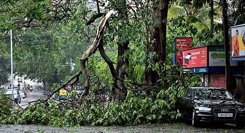 An uprooted tree following heavy rain in Bengaluru. (Photo | PTI)