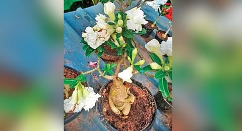 Desert roses adorn Thiruvananthapuram city