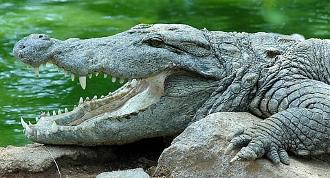 Image for representational purpose. (File | EPS)