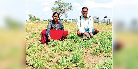 Concern writ large on their faces, Kusa Bhoomaiah and his wife Annamma sit in their rain-damaged field at Gopalpur village in Karimnagar district on Tuesday