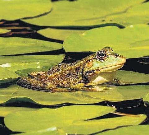 Scientists develop diagnostic test for Chytridiomycosis