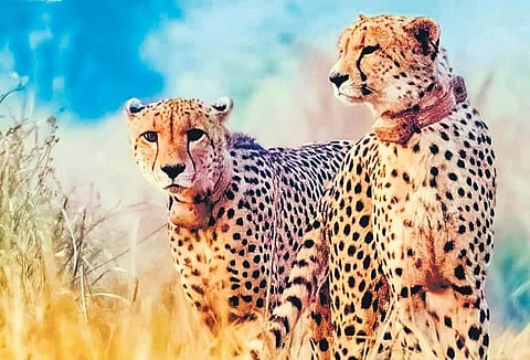 The cheetahs sourced by India from Namibia | Express