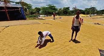 Farmers dry their paddy yield near a purchase centre in Jangaon district