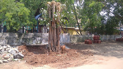 60 trees to be relocated to widen Anaikatti road