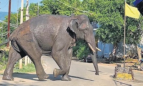 Arikomban, the elephant, in a residential area in Cumbum village | Express
