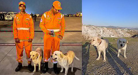 NDRF's labradors Romeo and Julie who saved 6-year-old in quake-hit Turkey. (Photo |PTI, ANI)