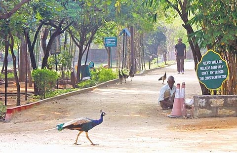 As part of the State’s decennial celebrations and to commemorate Harithotsavam, free entry will be granted to all national parks, urban forest parks, and zoo parks in the State on June 19.